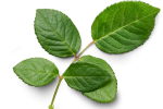 Serkam- vitta-nobre